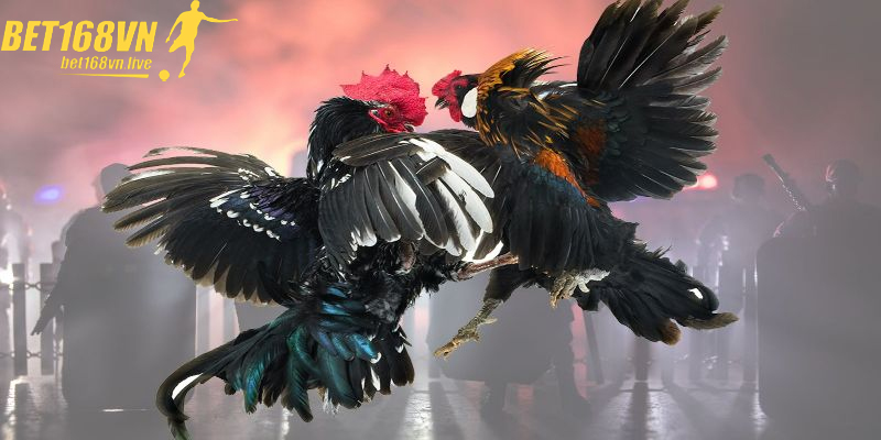 Bí quyết chọn gà tre đá dựa vào thể lực