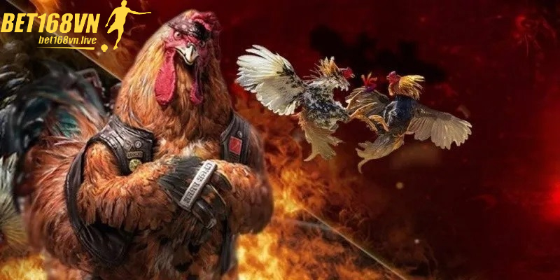Chiến kê gà tre khỏe mạnh sở hữu cựa sắc bén