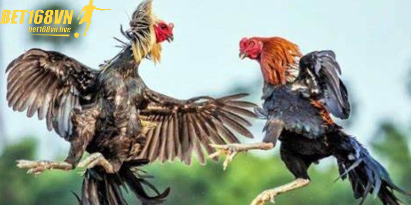 Gà tre có cặp mắt tinh anh thường đá hay