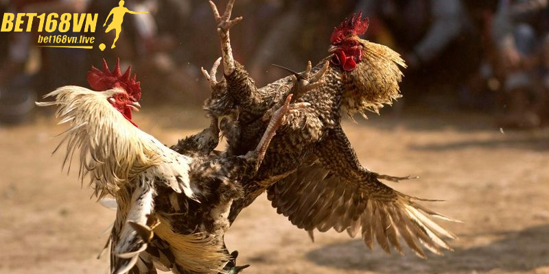 Quan sát dáng đứng vững chắc khi chọn gà tre