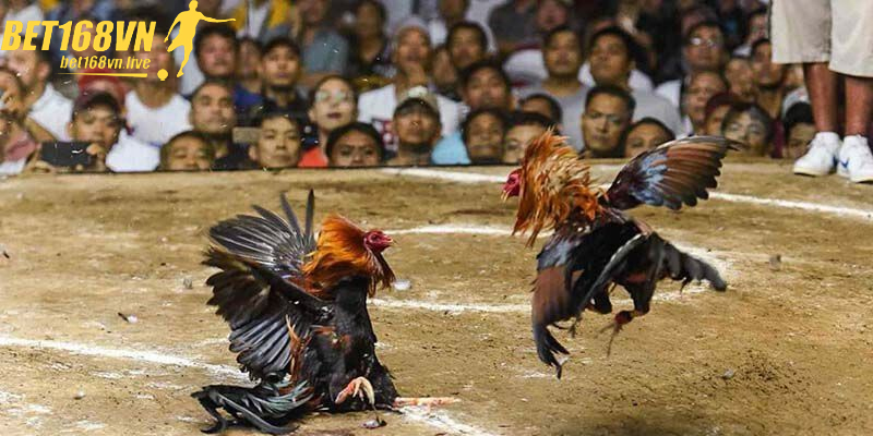 Tìm Hiểu Chi Tiết Về Trò Chơi Đá Gà Hấp Dẫn Hiện Nay Tìm Hiểu Chi Tiết Về Trò Chơi Đá Gà Hấp Dẫn Hiện Nay