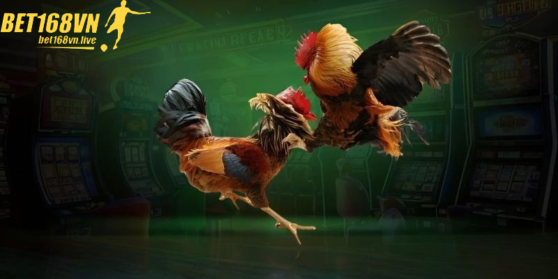 Tìm Hiểu Chi Tiết Về Trò Chơi Đá Gà Hấp Dẫn Hiện Nay Người chơi đam mê theo dõi những trận đá gà