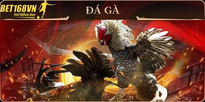 Tìm Hiểu Chi Tiết Về Trò Chơi Đá Gà Hấp Dẫn Hiện Nay Chiến kê sung sức quyết định thắng thua trong đá gà