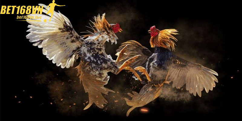 Tìm Hiểu Chi Tiết Về Trò Chơi Đá Gà Hấp Dẫn Hiện Nay Trận đá gà kịch tính mang lại không khí sôi động